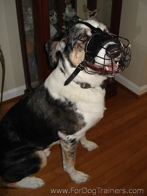 Catahoula mix Louie wearing Basket Dog Muzzle