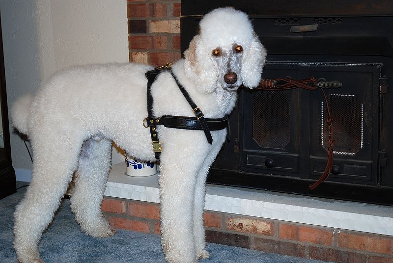 Louie wearing our exclusive Tracking/Pulling/Agitation Leather Dog Harness  For Poodle H5 [H5###1073 Leather pulling / tracking dog harness] - $59.99 :  Best quality dog supplies at crazy reasonable prices - harnesses, leashes
