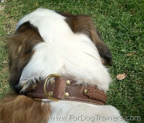 Saint Bernard Loxley  looking Gorgeous in 2 Ply Leather Dog Collar