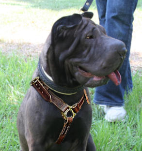 Shar Pei Luxury handcrafted dog harness