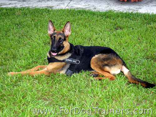 Take German Shepherd Best Dog Harness for Pulling