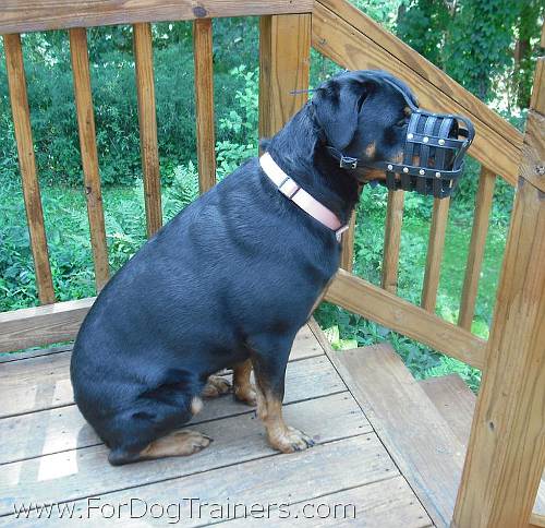 Rottweiler Madison happy with her everyday super ventilation muzzle - M41