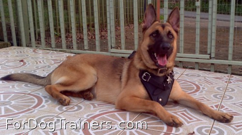 Agitation / Protection / Attack Leather Dog Harness - H1 looks good on Rockey