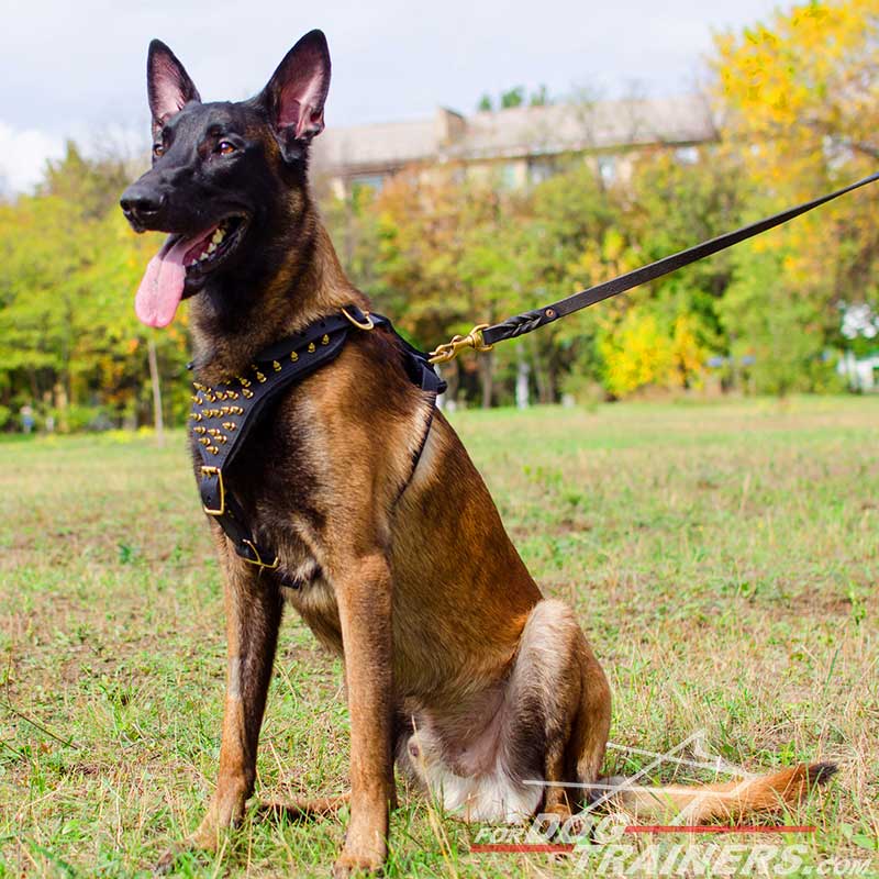 Malinois Designer Leather Harness Decorated with Brass Studs [H9B##1073  Brass Spiked Leather Dog Harness] - $153.99 : Best quality dog supplies at  crazy reasonable prices - harnesses, leashes, collars, muzzles and dog  training equipment