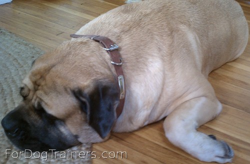 Sumo is so peaceful in Leather dog collar with id   tag