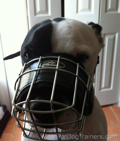 Pitbull Max looking good in wire Dog Muzzle