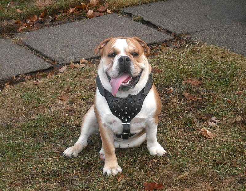 English bulldog spiked Walking harness made of leather And