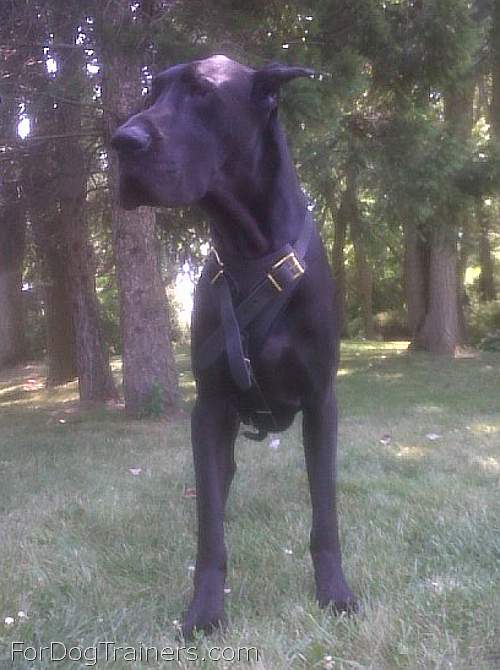 Great Dane Nelson walking in his new Leather Dog Harness