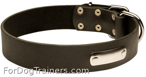 dog collar with id  plate