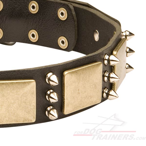 Shiny Plates and Spikes on Walking Leather Cane Corso Collar