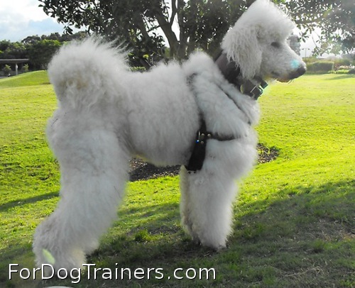 Super harness for cute dog