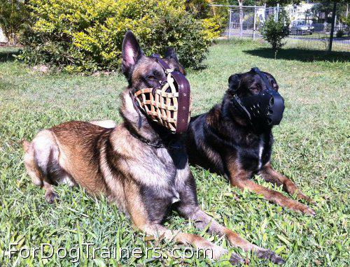 Nice dog likes new military dog muzzle