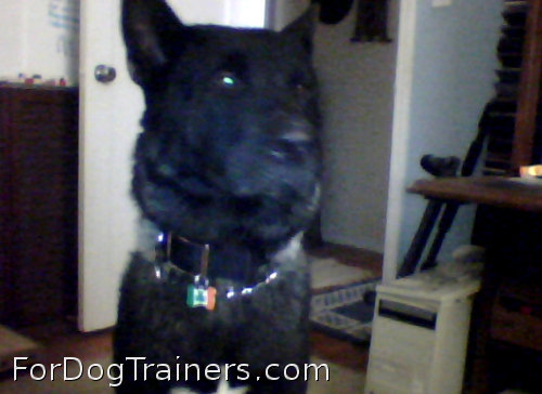 Nylon Dog Collar with conchos is cool on this dog