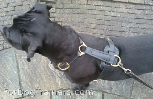 Nikita looking elegant in Exclusive Luxury Handcrafted Padded Leather Dog Harness