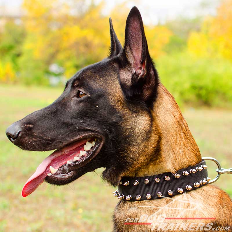 Best e collar for belgian malinois cheap
