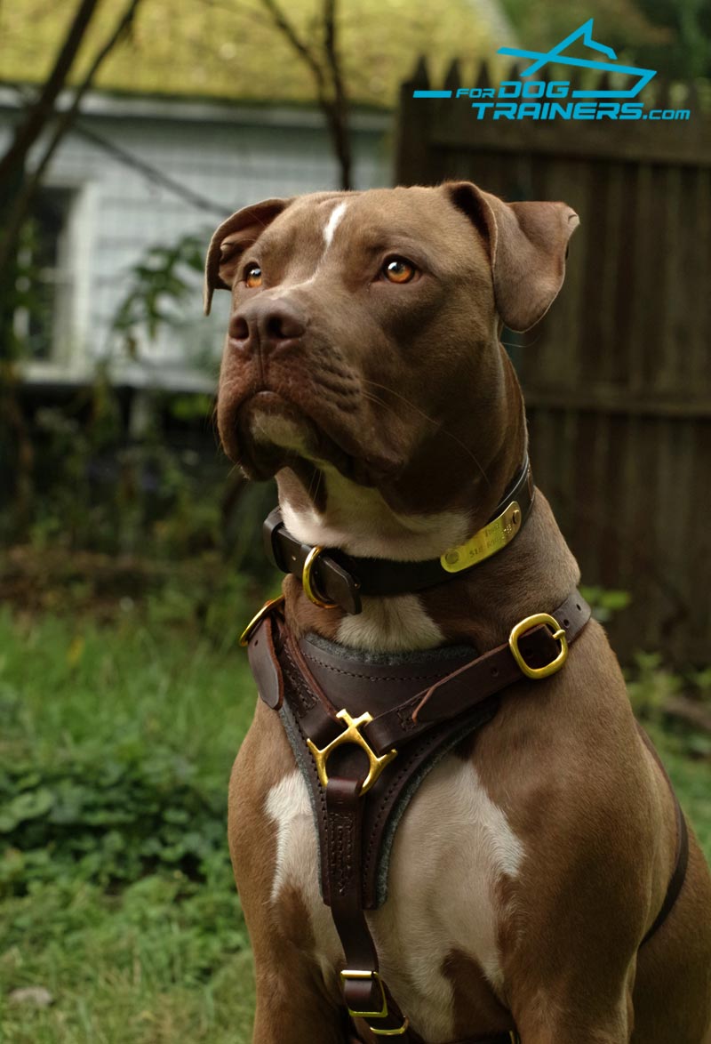 dog harnesses for pitbulls