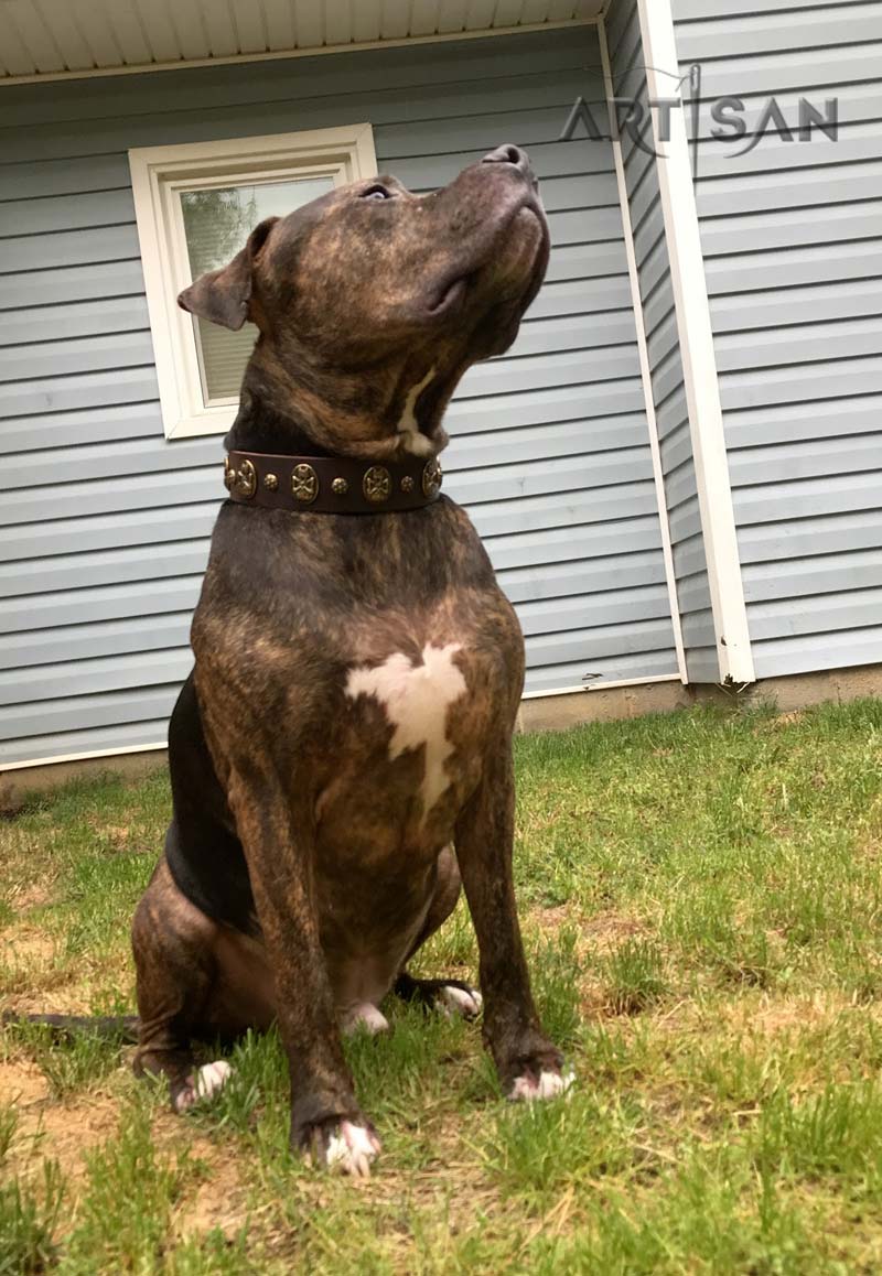 Ascot Collar - Brown Leather Hand Made Dog Collar