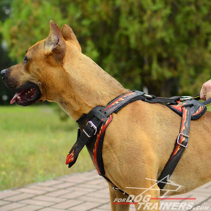 Dog Muzzles Image