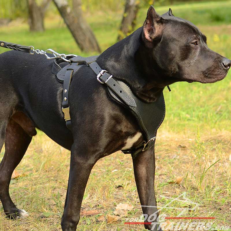 heavy duty dog collars for pitbull