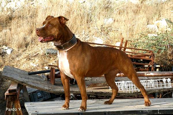Royal Nappa Padded Leather Dog Collar for Pitbull