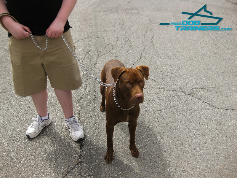 Dog chain discount leash and collar