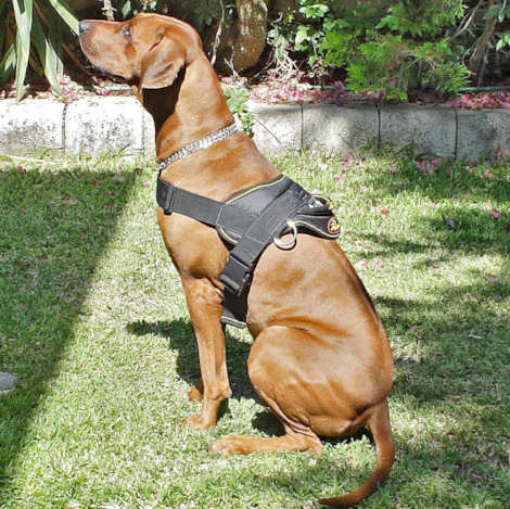 Rhodesian Ridgeback Nylon dog harness 