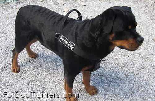 Ares's dream Better control everyday all weather dog harness