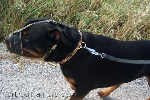 Royal Nappa Leather Dog Muzzle perfectly fits Mpouas