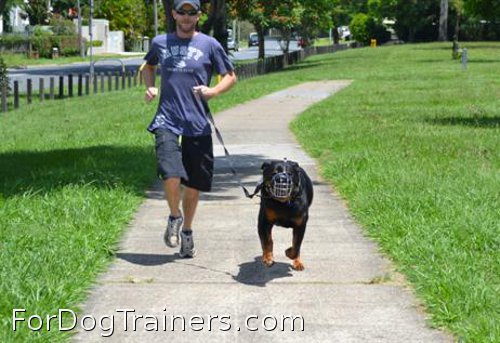 Tonka's owner purchased the best muzzle for his dog