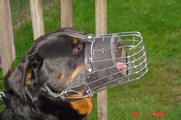 thumbnail interactive-video image 1 of Strong Leather Dog Muzzle For Rottweiler And Large Breeds – Multiple Sizes 1 of 6
