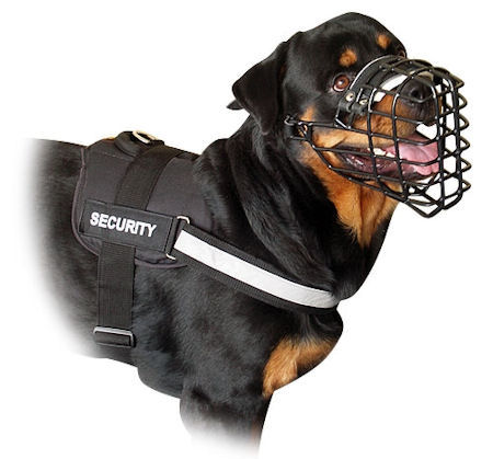 All Weather Harness for Rottweiler