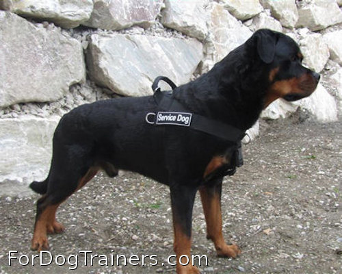 Pair of Personalized Velcro Side Patches for Rottweiler Harnesses and  Collars : Rottweiler Breed: Dog Harnesses, Muzzles, Collars, Leashes, Bite  Sleeves, Training Equipment