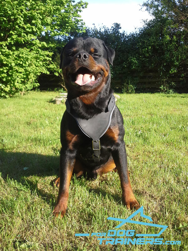 rottweiler attack training