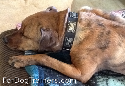 New Gorgeous War Dog Leather Dog Collar is Rusty's number one collar