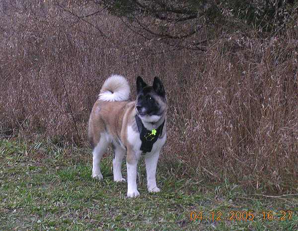 Akita Dog Harness padded plate