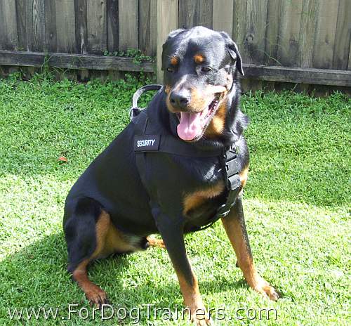 Get Nylon Rottweiler Collar, Velcro Patches