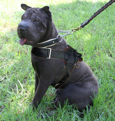 Sharpei Nylon multi-purpose dog harness pulling Chinese Shar-Pei