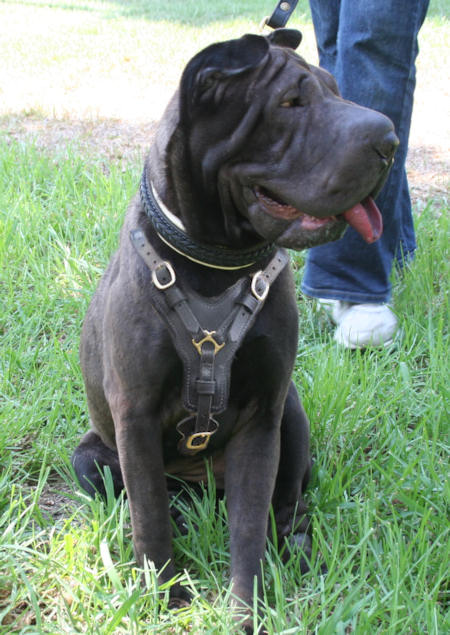 Best collar on sale for shar pei