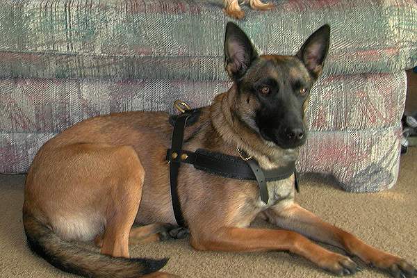 Dog harness best sale for belgian malinois