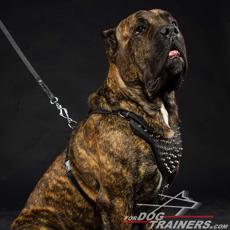 Cane Corso Mastiff Spike Dog Harness-Custom handmade dog harness [H9###1073  Leather Spiked Harness] - $121.99 : Best quality dog supplies at crazy  reasonable prices - harnesses, leashes, collars, muzzles and dog training  equipment
