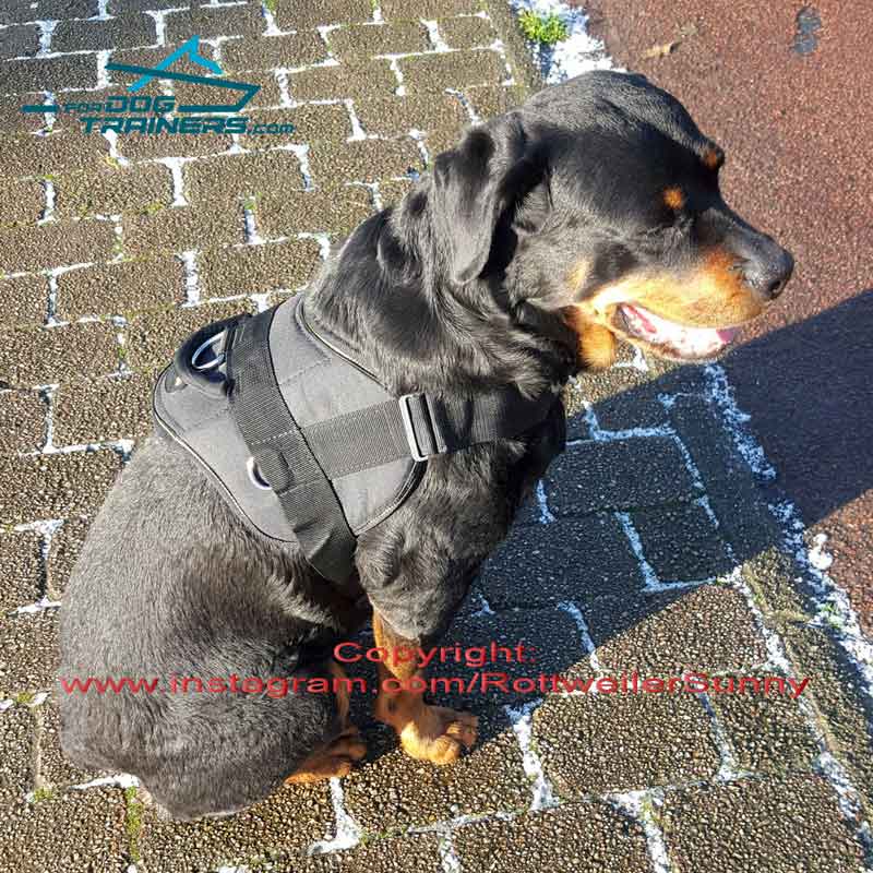 Dog Cart Harness - Dog Pulling Harness - Leather Dog Harness -H5 :  Rottweiler Breed: Dog Harnesses, Muzzles, Collars, Leashes, Bite Sleeves,  Training Equipment