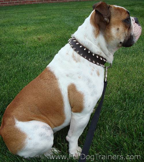 English Bulldog wearing Leather Spiked Dog Collar