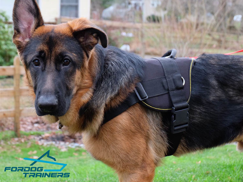 Genuine Leather Dog Harness for German Shepherd : German Shepherd Breed: Dog  harnesses, Muzzles, Collars, Leashes