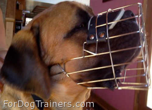 Good-looking pet wearing quality dog muzzle