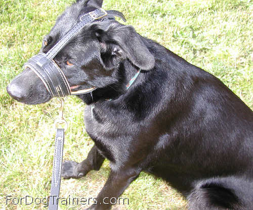 Shepherd/malinois cross looking perfect in Royal Nappa Leather Dog Muzzle