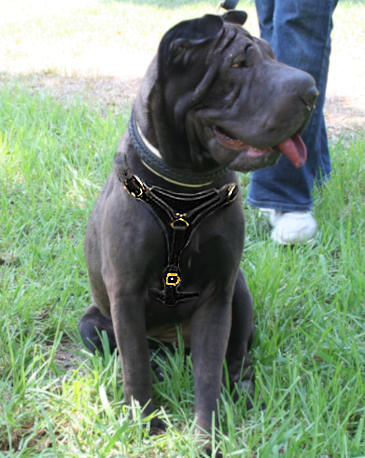 Sharpei Tracking Walking leather dog harness to fit Shar-Pei