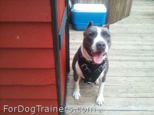 Awesome turk in durable leather harness