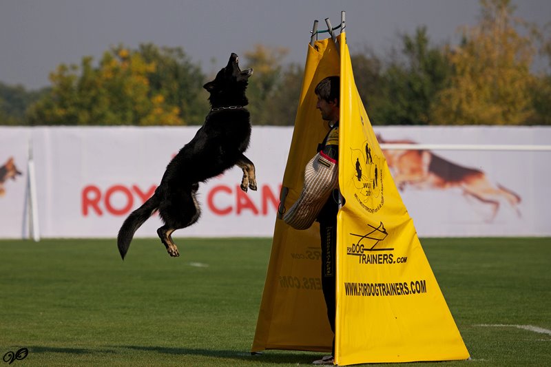Schutzhund training standart blind