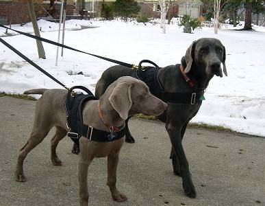 Weimaraner dog harness - Nylon multi-purpose dog harness for