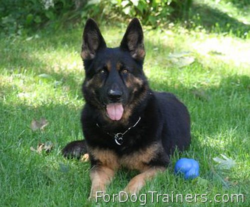 German Shepherd  Xander enjoys wearing Stainless Steel Fur Saver